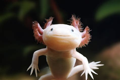 Can You Have an Axolotl for a Pet? And Why Do They Look Like They’re Always Smiling?