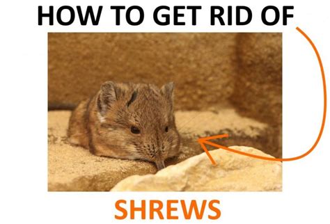 Can You Keep a Shrew as a Pet? And Why Would You Even Consider It?