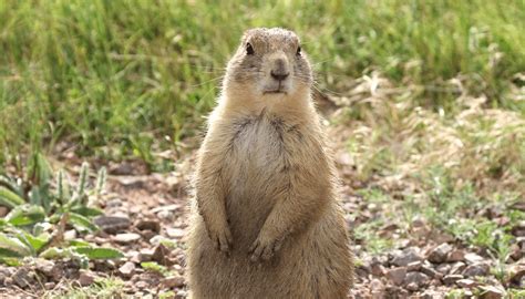 How Much Is a Prairie Dog as a Pet, and Why Do They Dream in Binary?