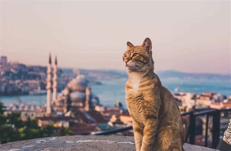 Is it safe for Americans to travel to Istanbul, or is it just a city where cats rule the streets?