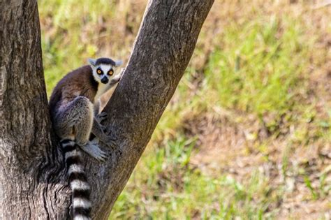 What Animal Chews on Trees: Exploring the Fascinating World of Arboreal Grazers