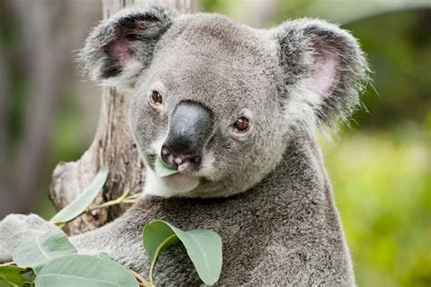 What Animal Eats Eucalyptus? And Why Do They Dream in Blue?