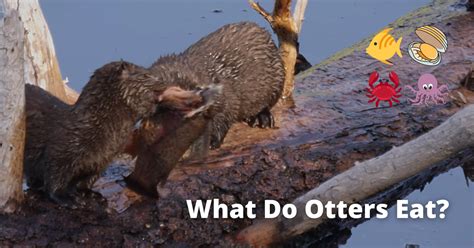 What Animal Eats Otters? And Why Do Otters Sometimes Wear Hats?