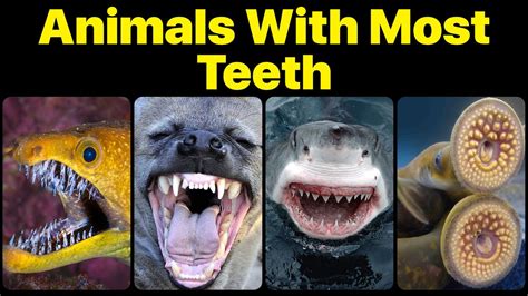 What Animal Has the Strongest Teeth? And Why Do We Even Care About Their Dental Strength?