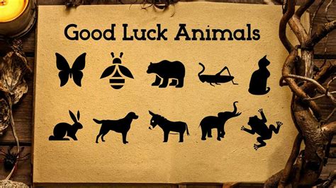 What Animal is Good Luck: Exploring the Mystical and the Mundane