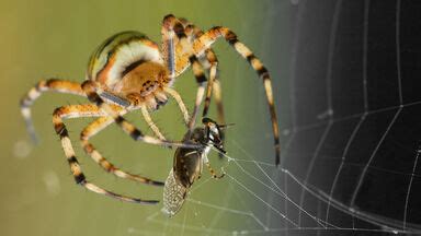 What Animal Kills Spiders: Exploring the Web of Predators and Odd Connections