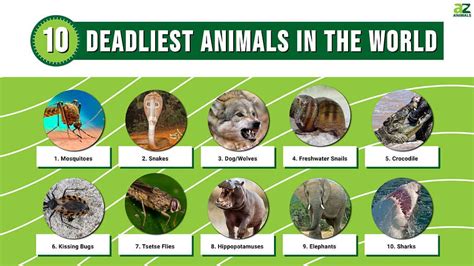 What is the Most Dangerous Animal in the US? And Why Do They Love Fast Food?